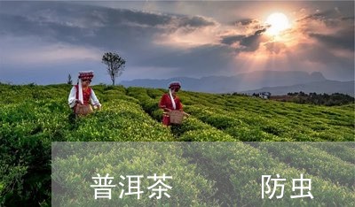 普洱茶   防虫/2023041212727